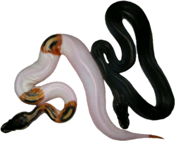 Transparent#halloween Png#halloween#snake Transparent#snake - Snakes (675x571), Png Download