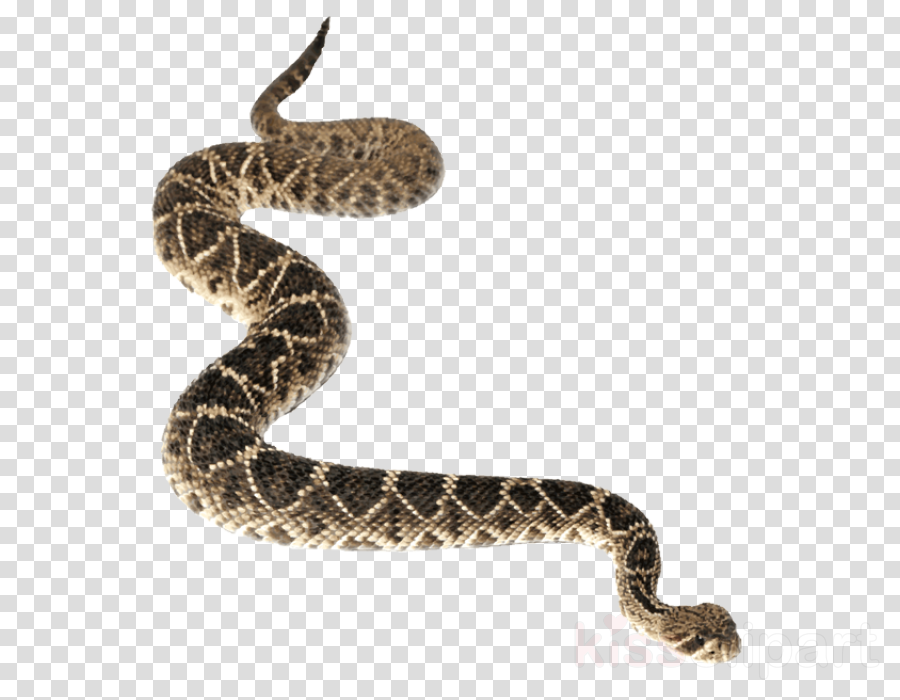 Download Rattlesnake Png Clipart Snakes Reptile Diamondback - Serpent Png Transparent (900x700), Png Download