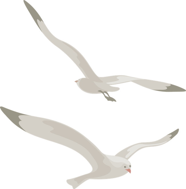 Gull Png - Чайка Пнг (650x659), Png Download