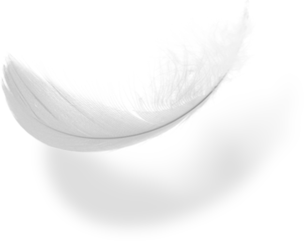 Feather Steez - Macro Photography (628x497), Png Download