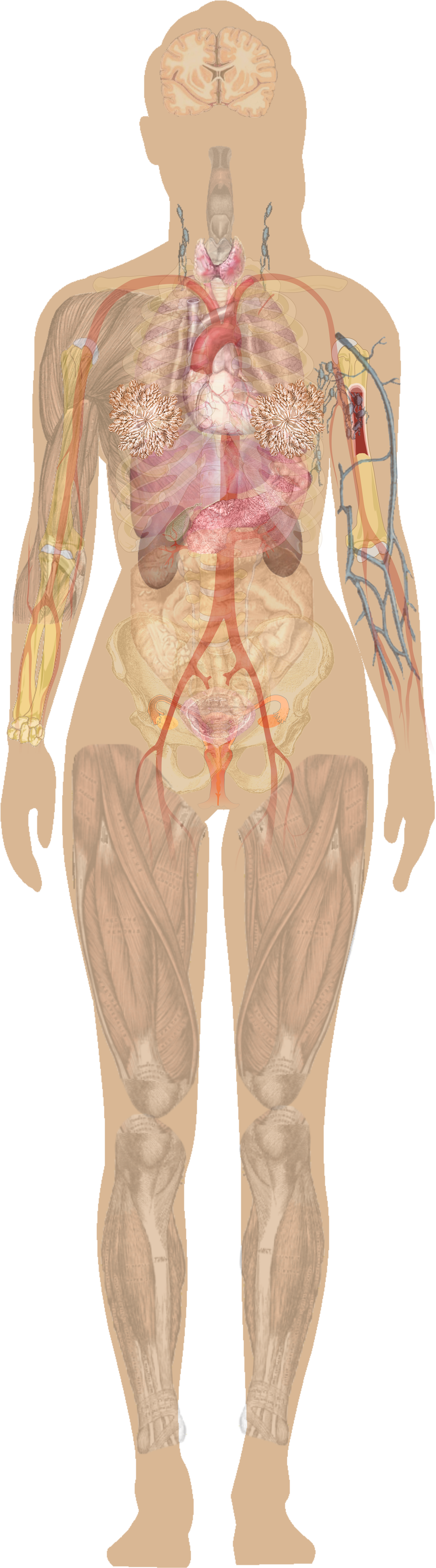 Diagrams Archives Human Anatomy Charts Anatomy Human (2000x6788), Png Download