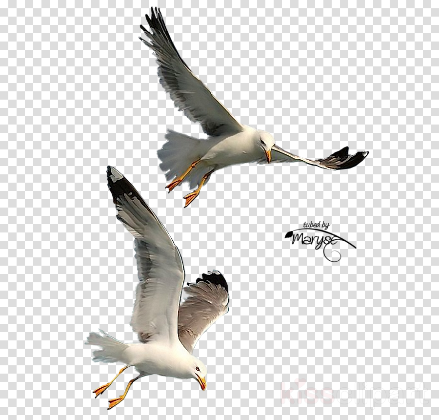 Seagulls Flying Png Clipart Gulls Bird - Imagenes De Gaviotas Png (900x860), Png Download