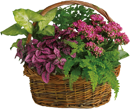 Blooming Plants In Wicker Basket - Teleflora Secret Garden Basket (600x600), Png Download