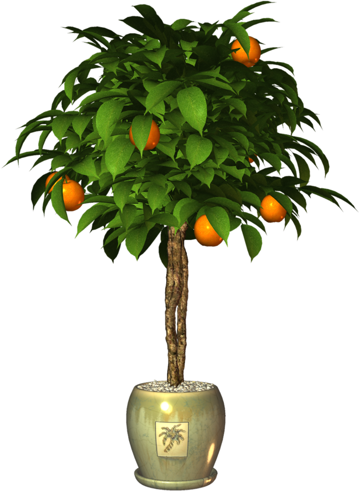 Garden Potplant - Tangerine (731x1024), Png Download