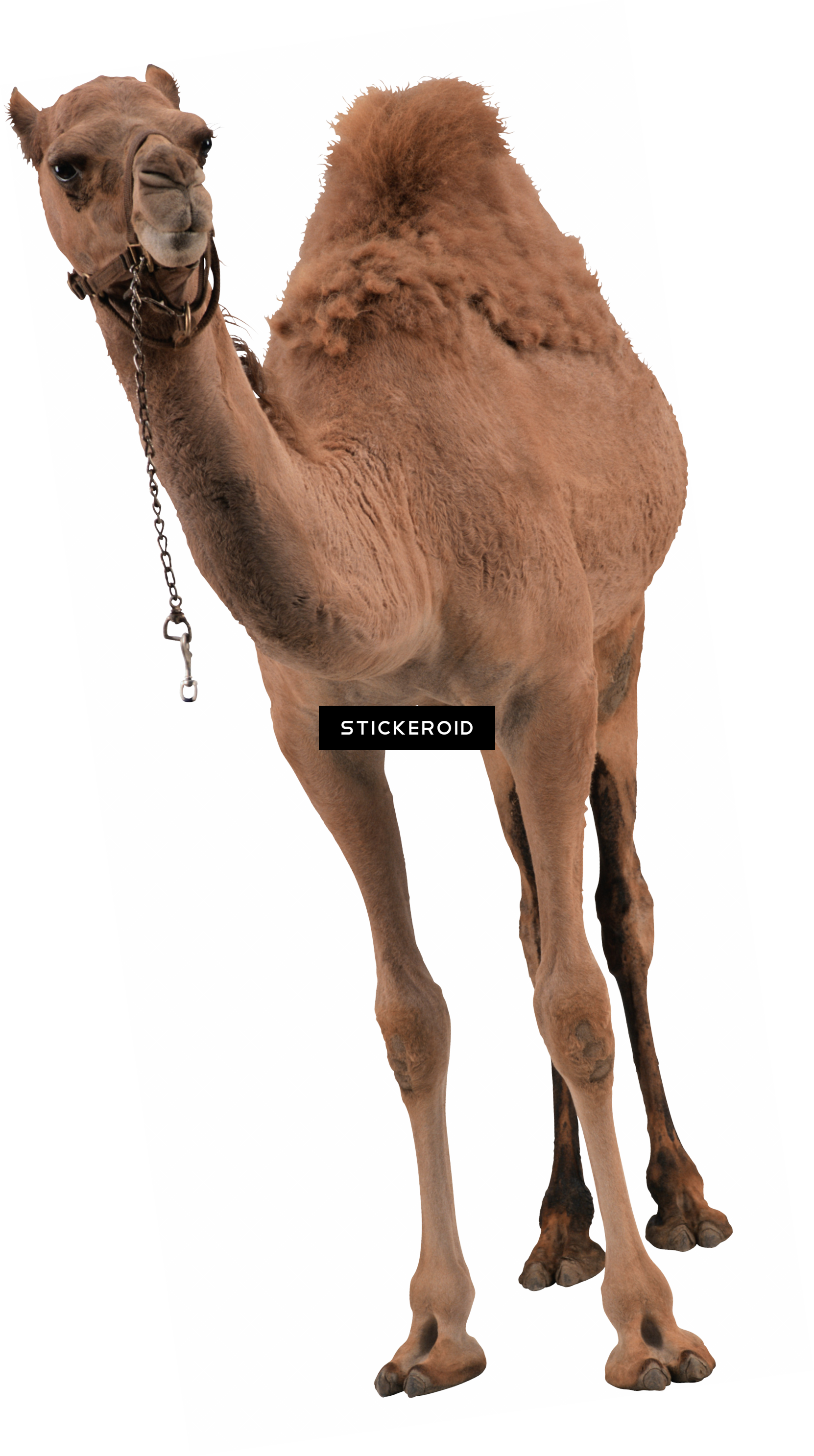 Camel (1662x2973), Png Download