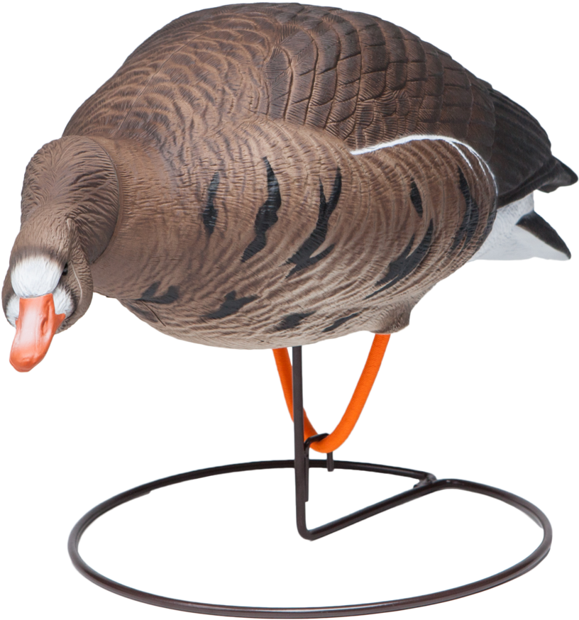 Field Speckle Bellies Left Feeder Goose Hunting Decoy - Turkey (2048x1545), Png Download