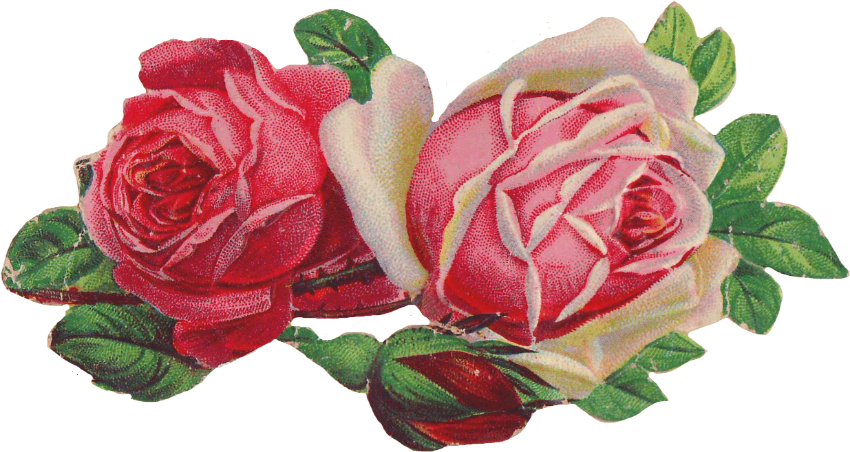 Free Pink Rose - Marie Jo Schwarz Touch (1302x712), Png Download