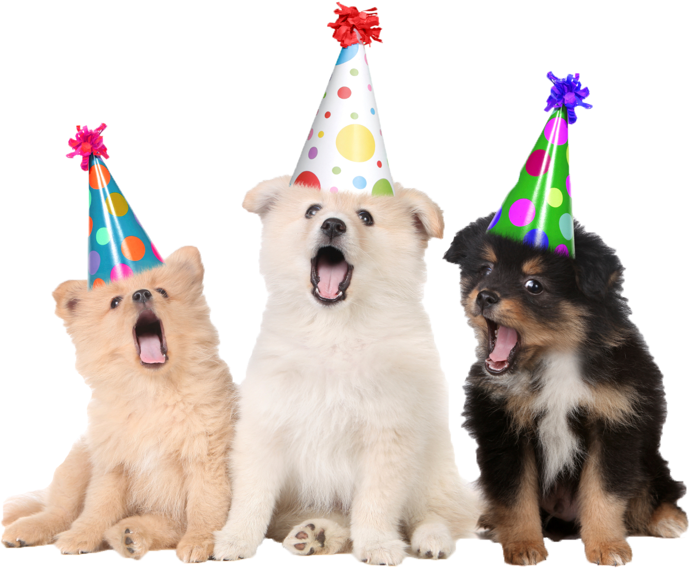 Party Puppy (1588x1134), Png Download