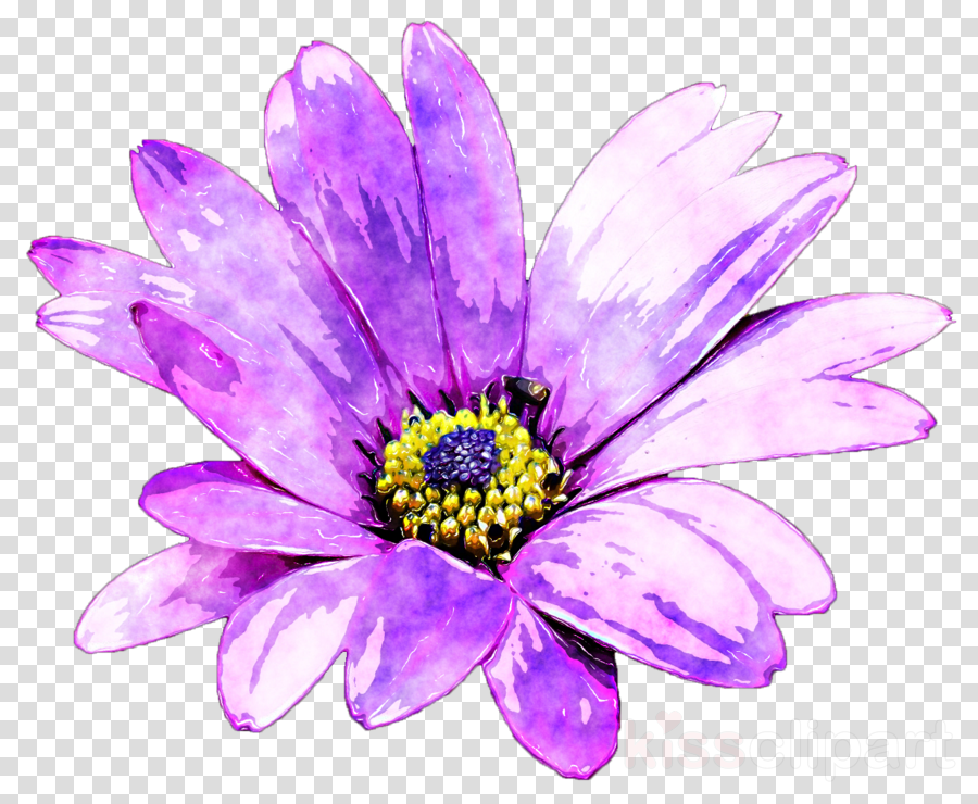 Purple Flower Painting Clipart Common Daisy Watercolor - Watercolor Painting (900x740), Png Download