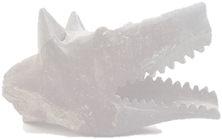 The Numantian Clay Trumpets Are Ultracircular Aerophones - Humpback Whale (878x558), Png Download