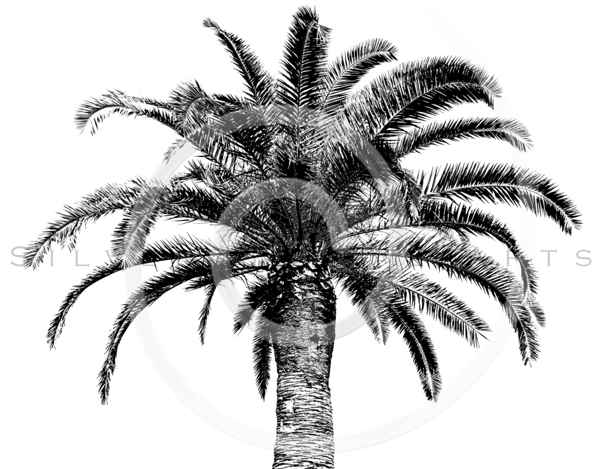 Retro Palm Tree Png - Tree Vintage Png (1230x960), Png Download