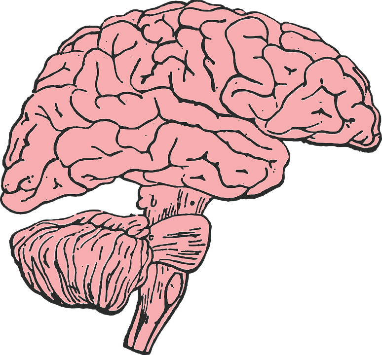 Cartoon Picture Of A Brain 7, Buy Clip Art - Brain Clip Art (774x720), Png Download