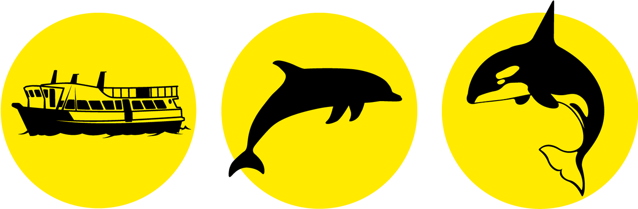 Dolphin & Whale Watching Tauranga - Bay Explorer (1350x450), Png Download