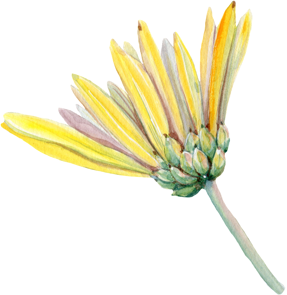Hand Painted A Chrysanthemum Png Transparent - Portable Network Graphics (1024x1035), Png Download