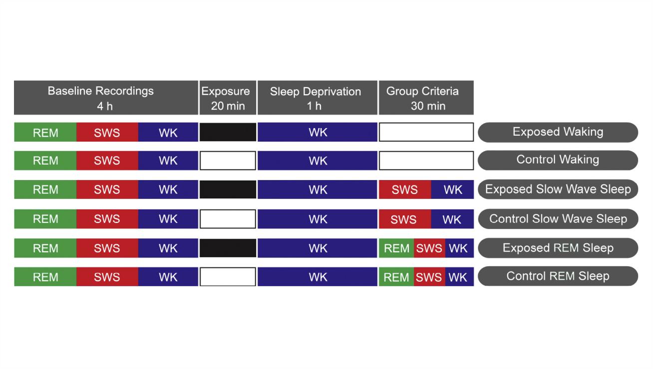 Experience-dependent Upregulation Of Multiple Plasticity - Coat (1308x740), Png Download