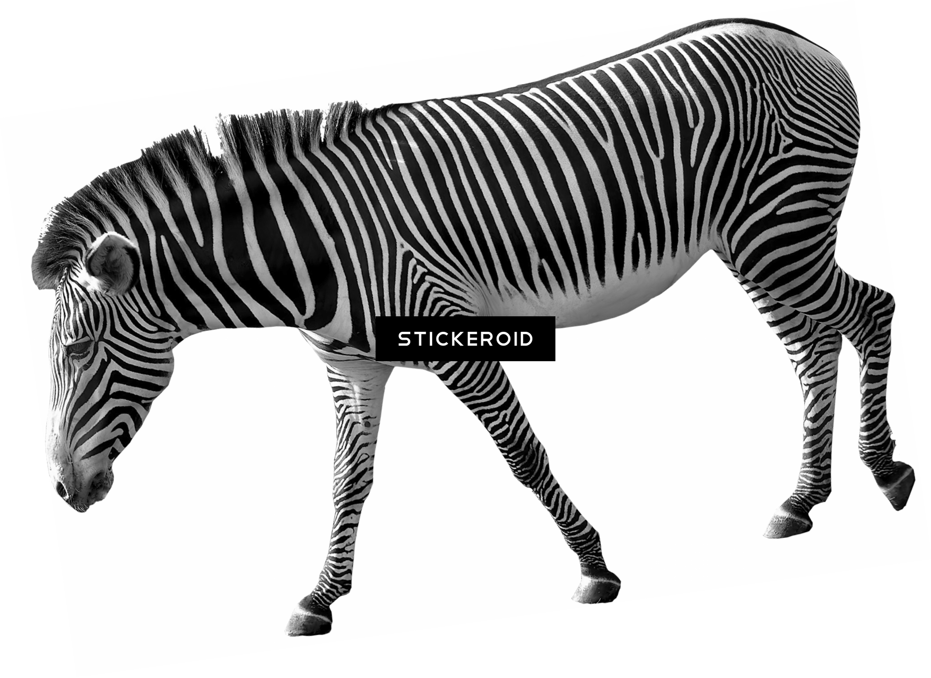 Zebra (1864x1359), Png Download