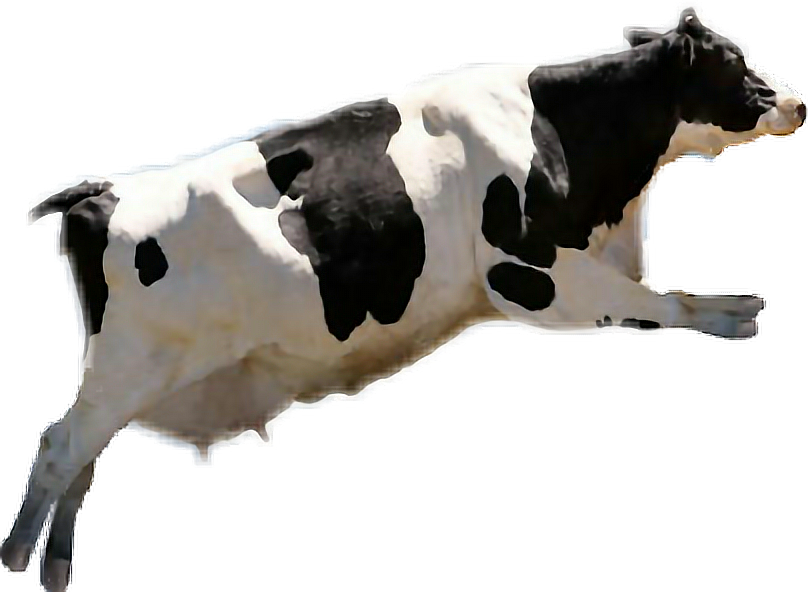Report Abuse - Holy Cow: A Factory Farm Fable [book] (808x592), Png Download