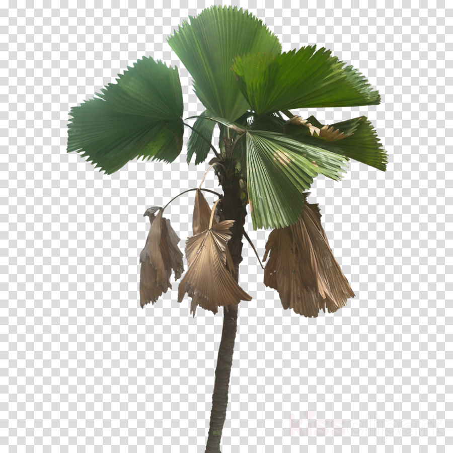 Palm Trees Clipart Palm Trees Licuala Grandis - Palm Trees (900x900), Png Download