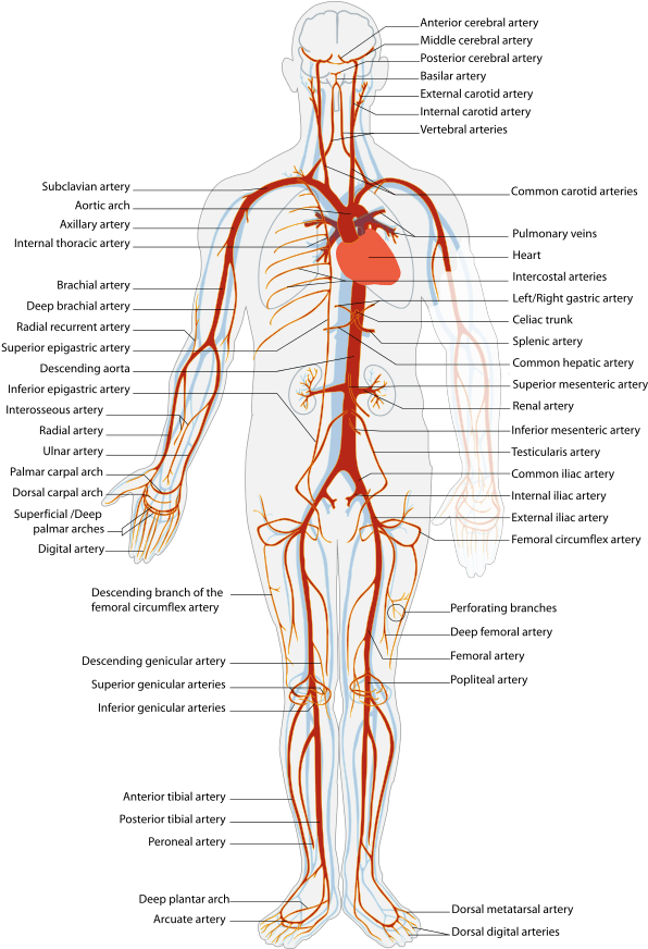 Svg Royalty Free Stock Arterial System En Artery - Arteries And Veins Location (595x842), Png Download