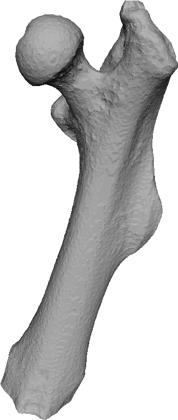 A Ct Scan Of A Mouse Femur Shown As An Image Stack - Drawing (824x881), Png Download