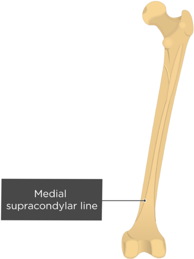 Gluteal Line Of Femur - Anterior Gluteal Line (619x550), Png Download