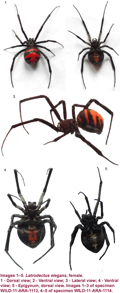 Morphometry Of Legs And Palp Of Female From Manipur - Black Widow (439x993), Png Download