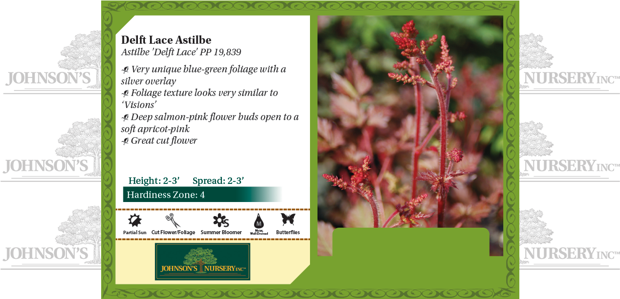 Delft Lace Astilbe Benchcard - Blue False Indigo (1250x594), Png Download