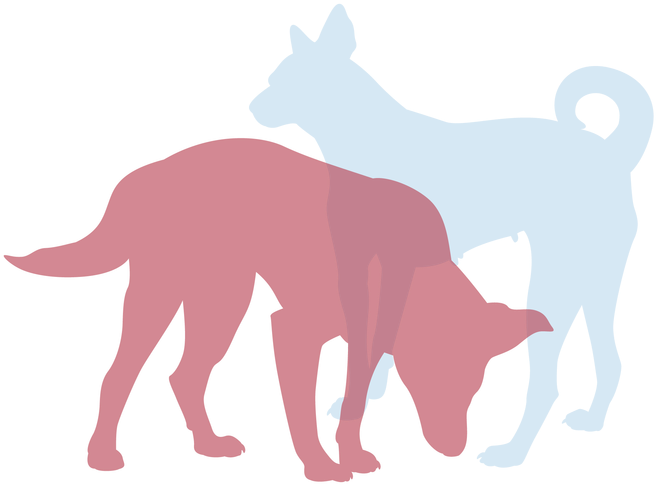 Dog (800x800), Png Download