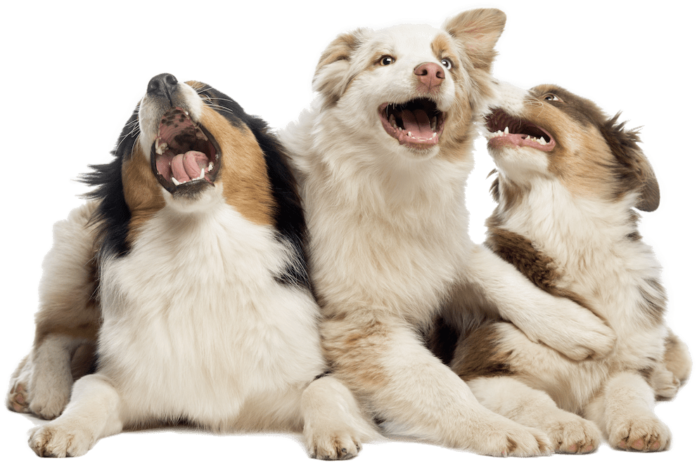 Macedonia - Australian Shepherd Png (1000x666), Png Download