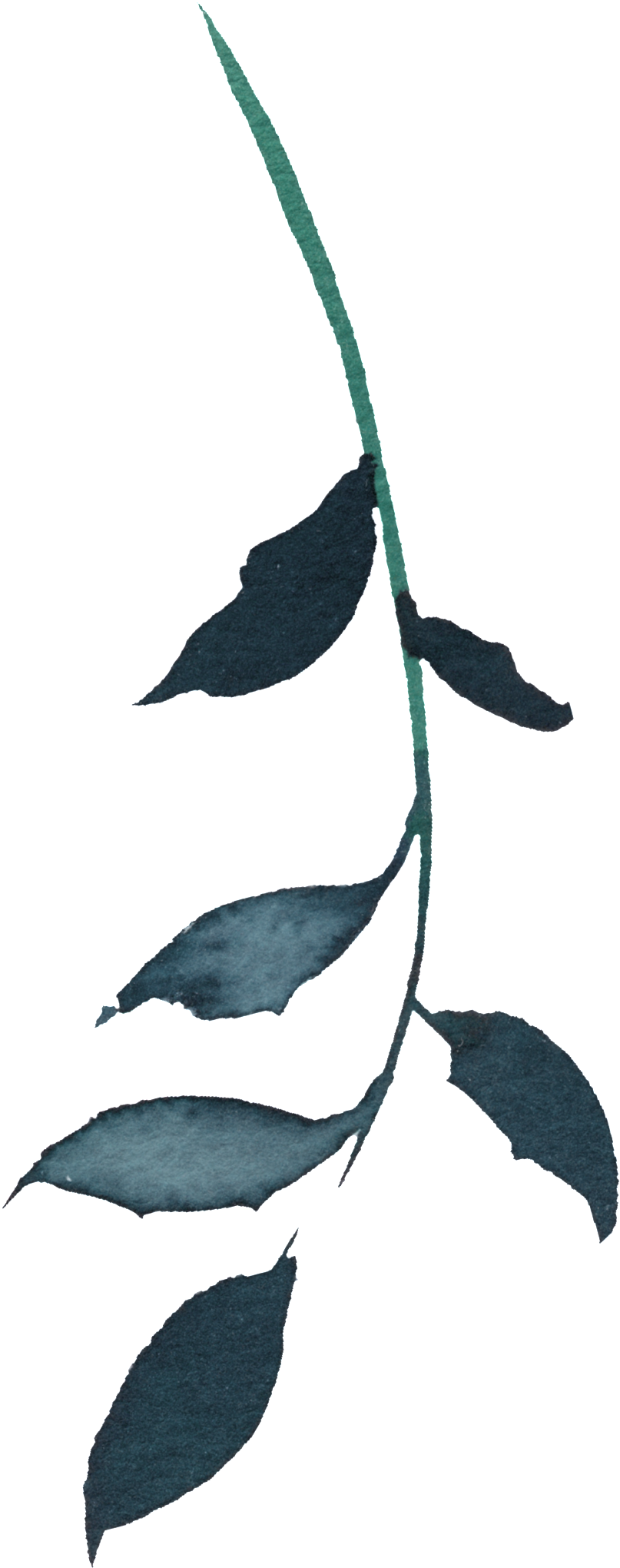 Hand Painted Gray Green Willow Leaf Png Transparent - Green (1024x2048), Png Download