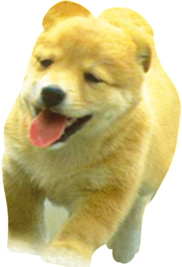 Hd Beautiful Dog Static Png - Child (1024x1024), Png Download