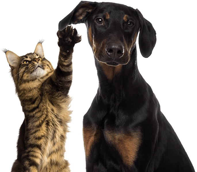 Learn More - Cat Playing With Dog's Ear (685x600), Png Download