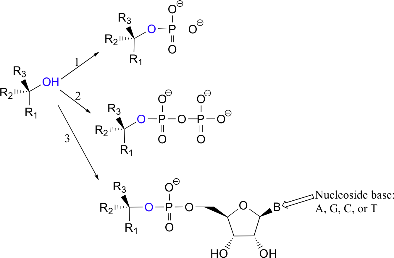 This Phosphate Ester Can Take The Form Of A Simple - Phosphate Leaving Group (1364x892), Png Download