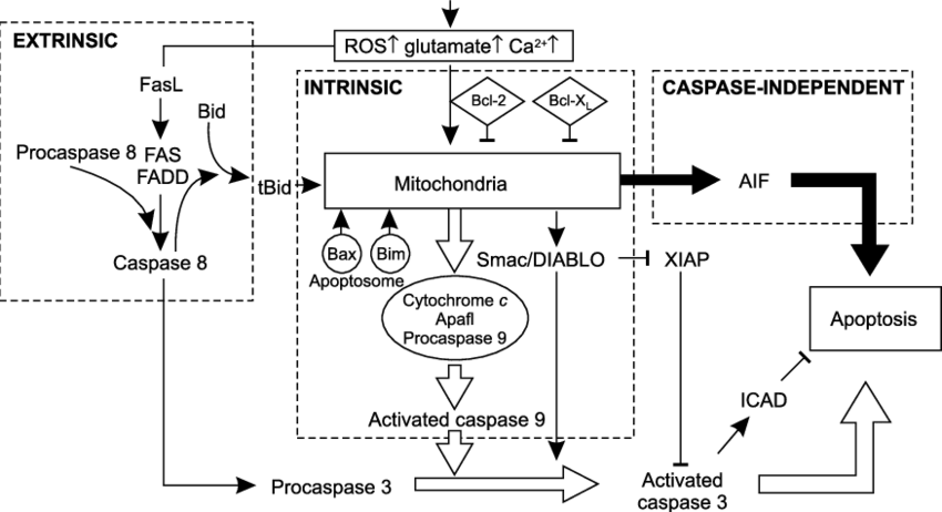 Mitochondrial Function Is Mediated By Proapoptotic - Apoptosis Bim Caspase (850x462), Png Download