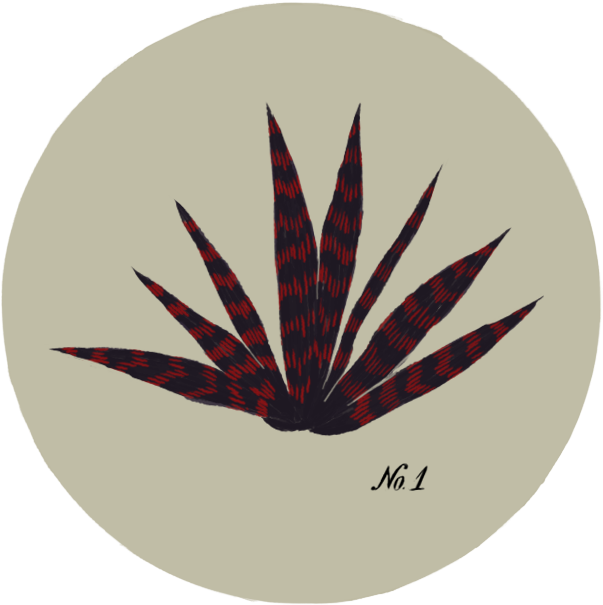 Illustrations Inspired By A Visit In A Botanical Garden - Botanical Garden (800x800), Png Download