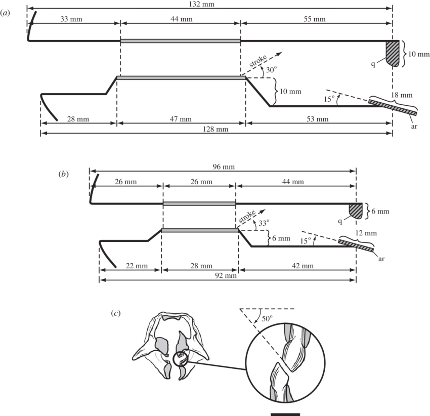 Schematized View Of The Jaws And Jaw Movement In Lateral - Psittacosaurus (850x822), Png Download
