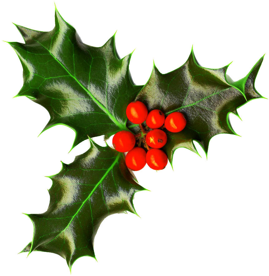 Christmas Png Images Free - Holly Png (862x884), Png Download