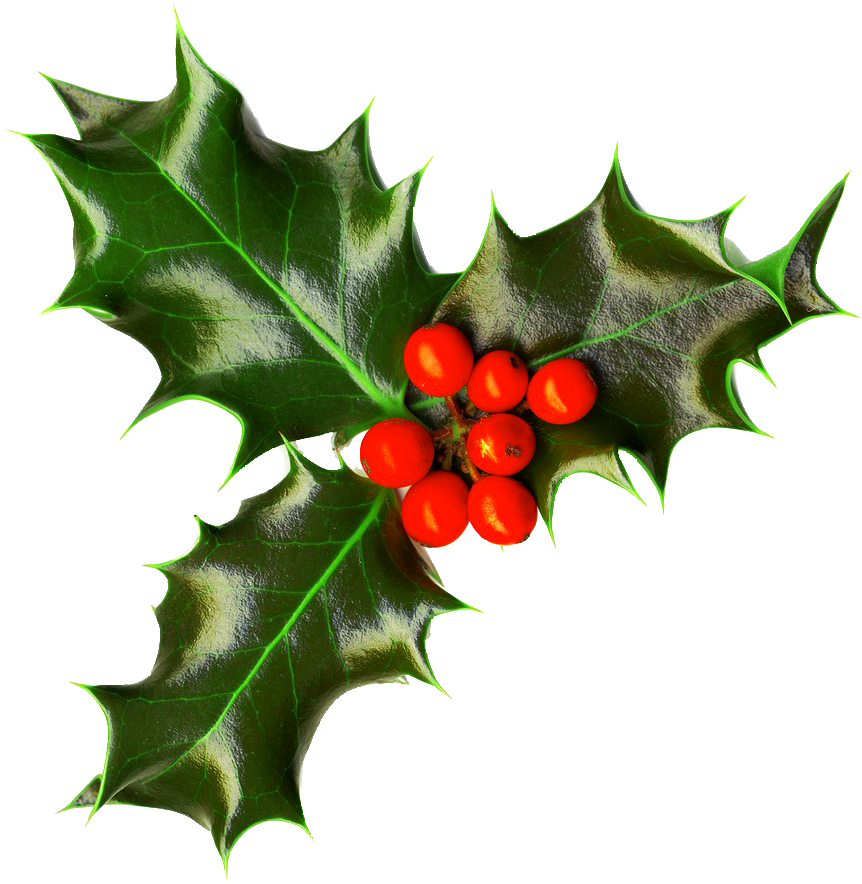 Download Christmas Png Images Free Holly Png Png Image With No Background Pngkey Com