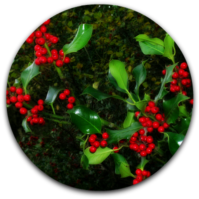 Holly Berries - Christmas Holly And Berries (518x408), Png Download