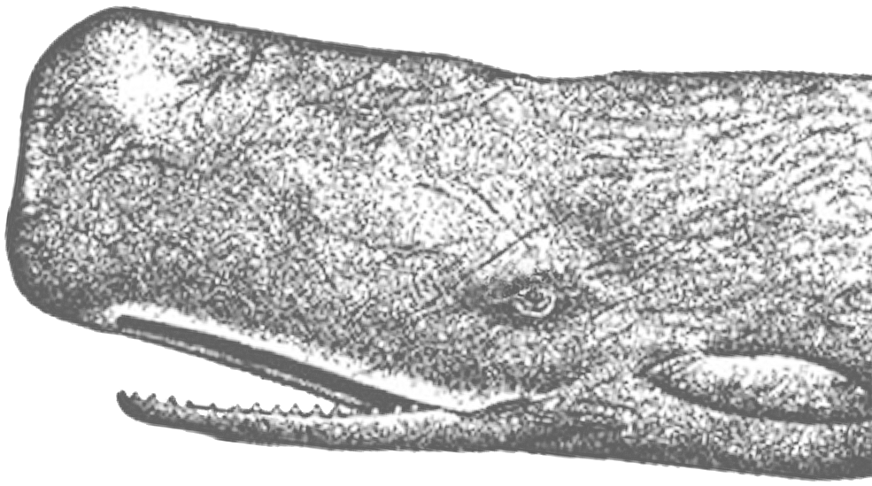 Spermwhalerttolfwstroke - Grey Whale (1000x550), Png Download