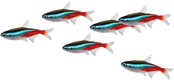 School Of Fish Png - Neon Tetra No Background (600x400), Png Download