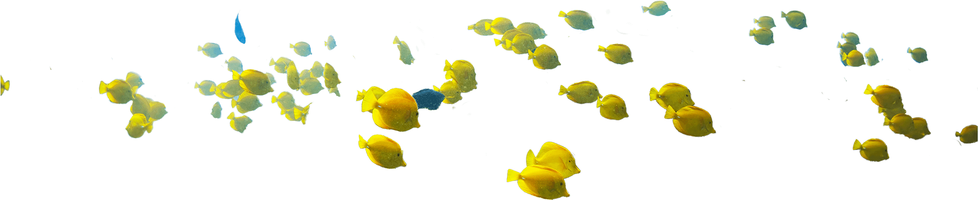 Keep Fish On The Reef - Illustration (1920x770), Png Download