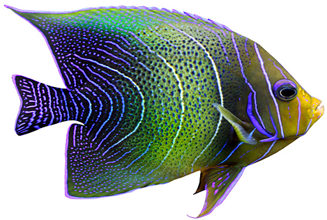 Tropical Fish Png - Exotic Fish Png (469x316), Png Download