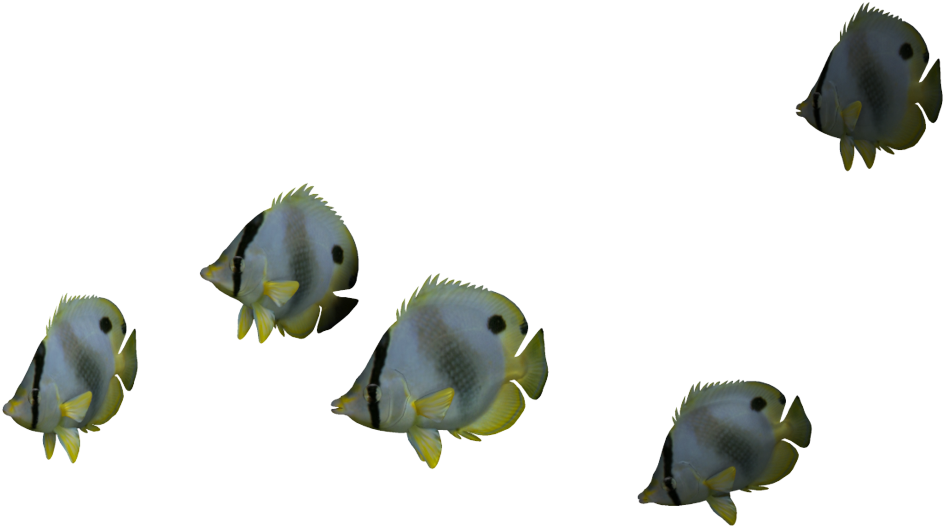 Realizerealresults - Ocean Fish Png (1024x639), Png Download