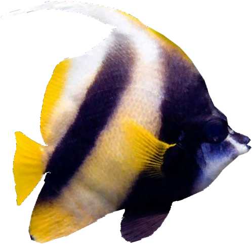 Red Sea Bannerfish - Wiki (497x497), Png Download