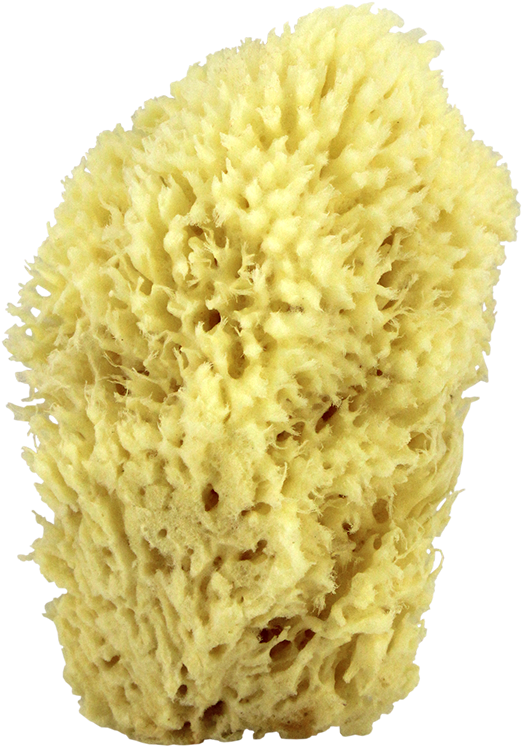 Sea Wool Natural Bath Sponge 6" - Sea Sponge Png (611x817), Png Download