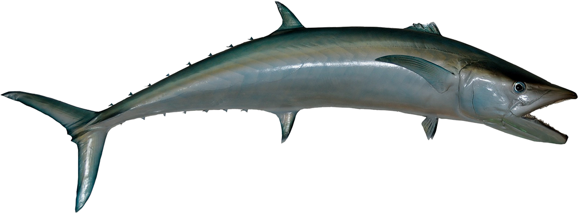 Download Amazing High-quality Latest Png Images Transparent - King Mackerel (1024x493), Png Download