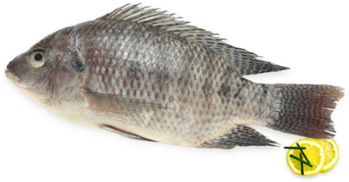 Fresh Water Fishes - Tilapia (500x316), Png Download