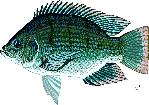 Sagalgm0 - Fresh Water As Animals Habitat (544x382), Png Download