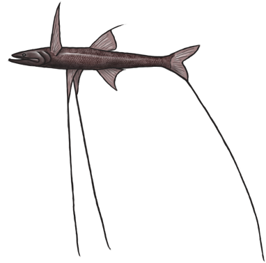 Tripod - Bronze Hammerhead Shark (400x383), Png Download